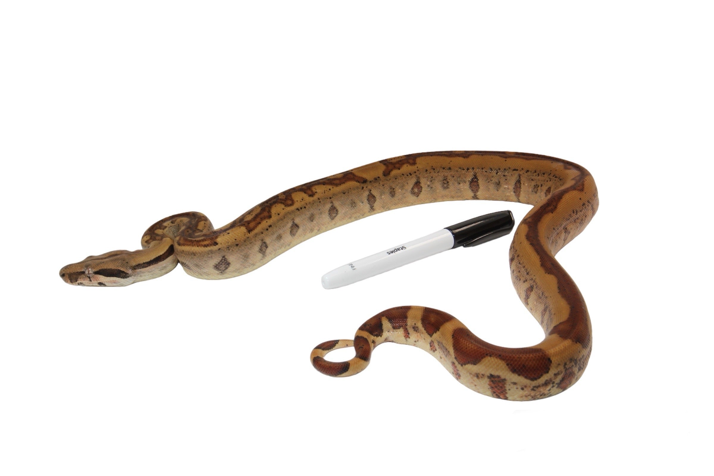 2021 Female Insane Hypo Jungle Het Burke T+ Boa Constrictor.