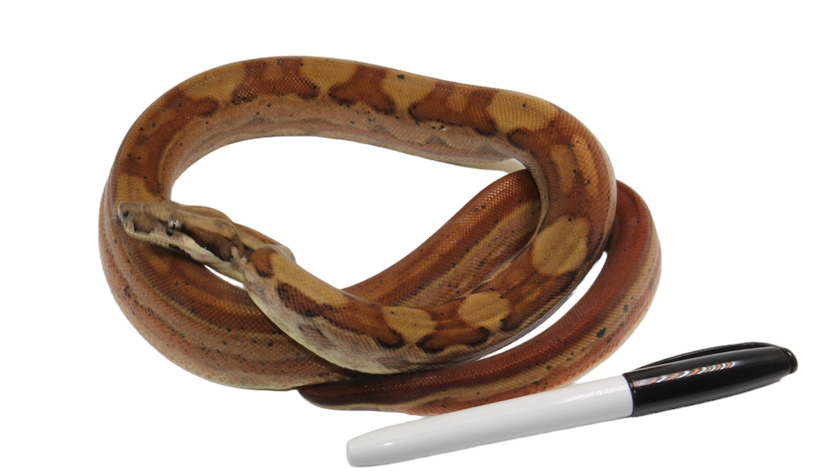 2021 Female Hypo Motley Het. Burke T+ Boa Constrictor