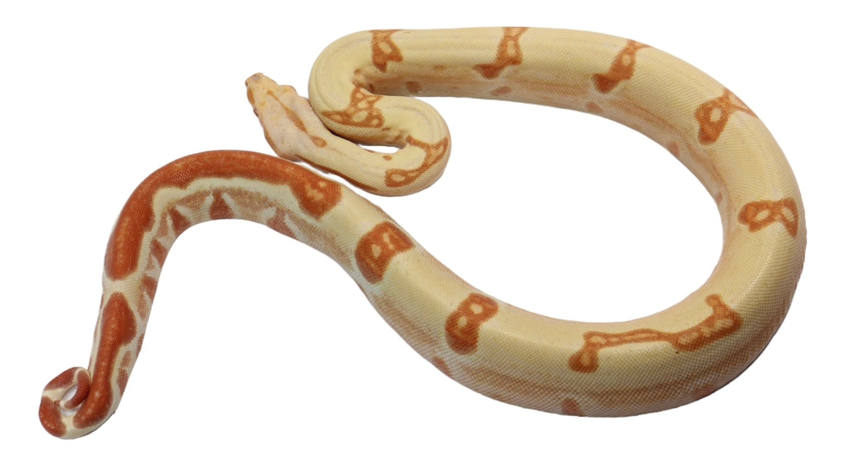 SALE! 2021 (Updated) Female Lipstick Kahl Albino Hypo Jungle From Super Stripe Boa Constrictor.