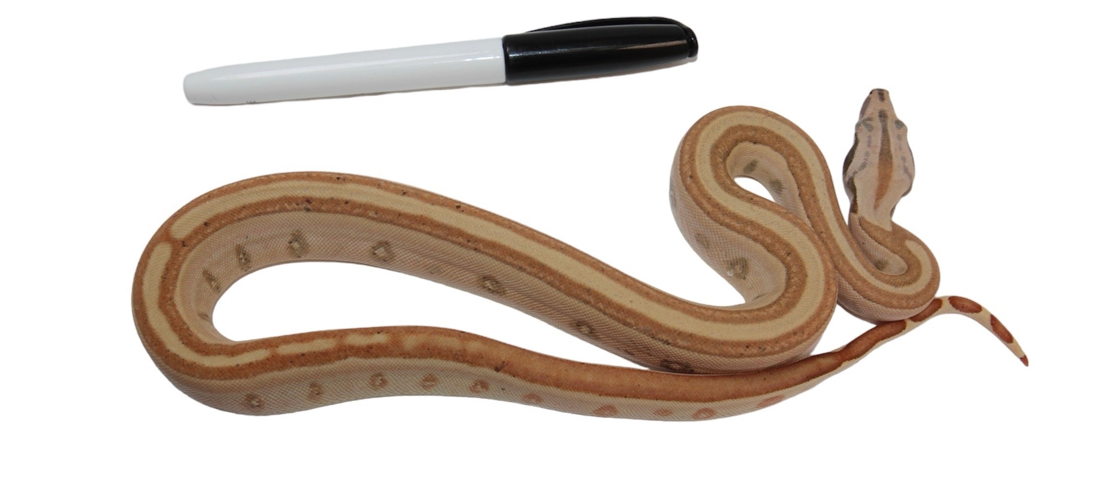 2023 Male Jungle Labyrinth 66% Het Kahl Albino 50% Het Anerythristic Boa Constrictor.