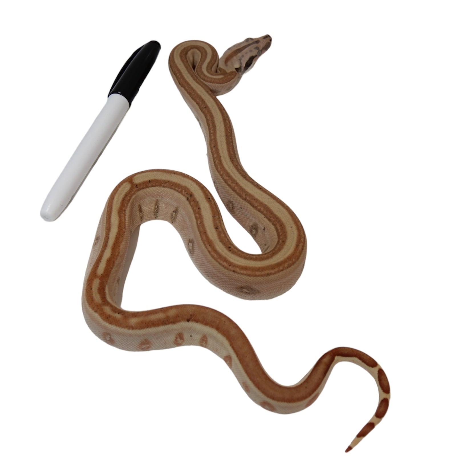 2023 Male Jungle Labyrinth 66% Het Kahl Albino 50% Het Anerythristic Boa Constrictor.