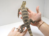 Load image into Gallery viewer, Pure Hypo Sumbawa Asian Water Monitor