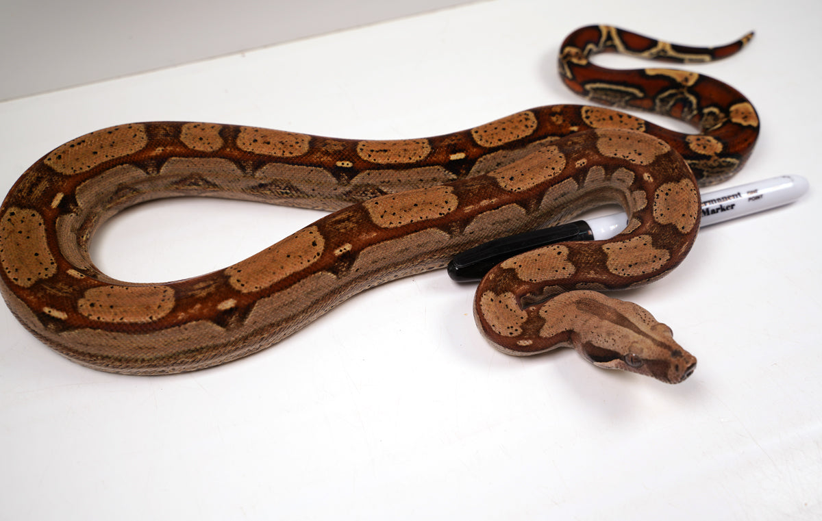 SALE! 2021 (Updated) Male Roswell Het Anerythristic Possible Het Kahl Albino Boa Constrictor.