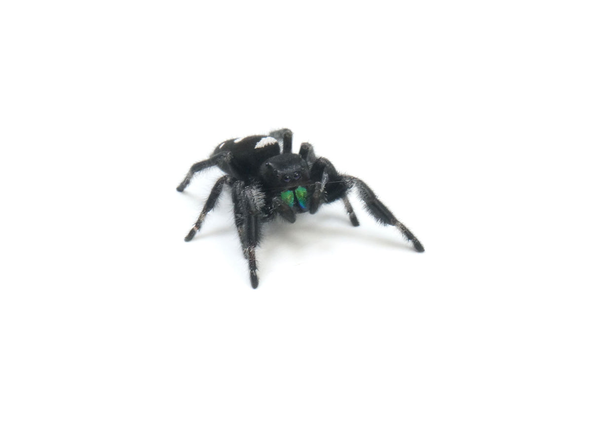 Regal Jumping Spider – Reptile Pets Direct