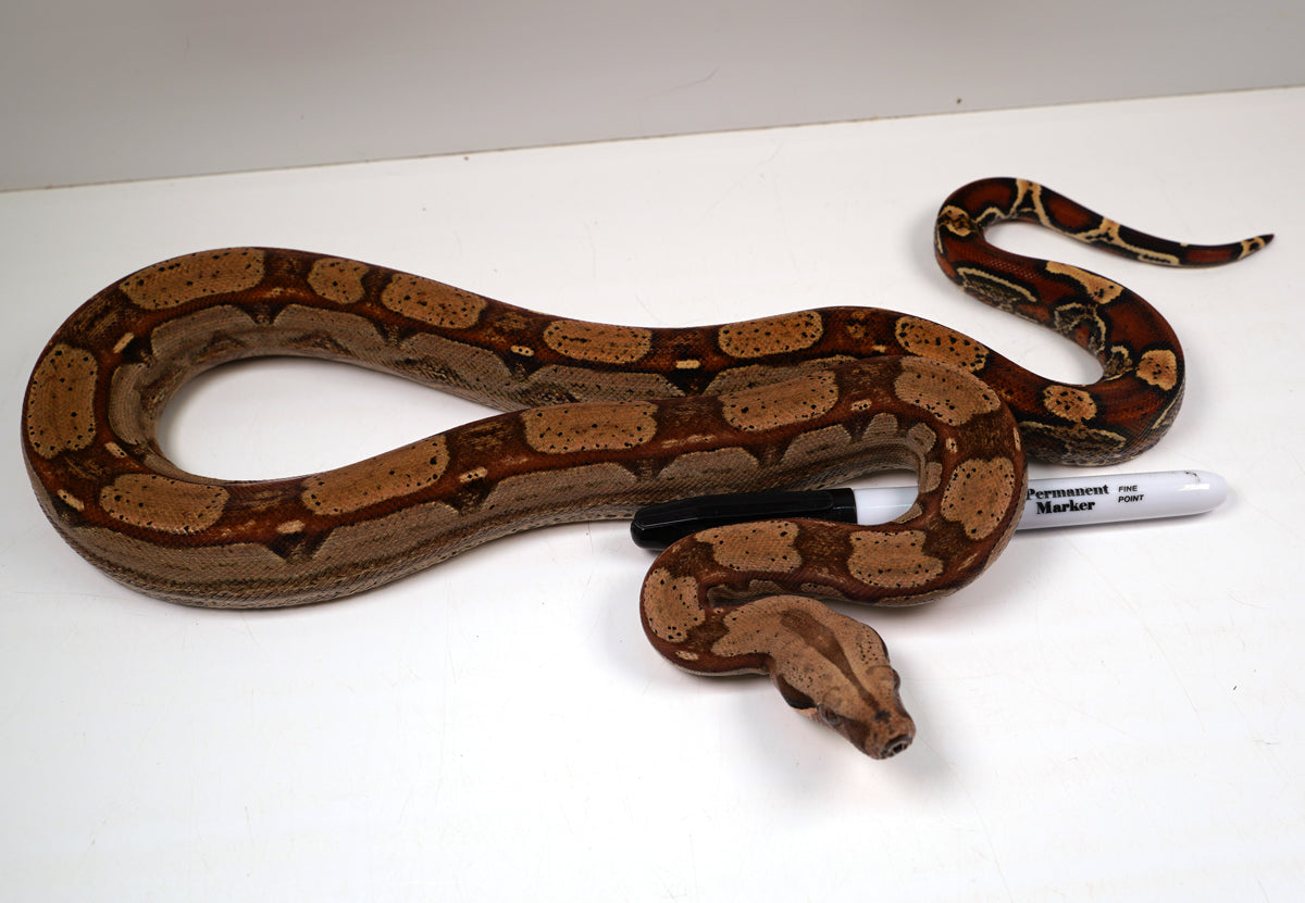 SALE! 2021 (Updated) Male Roswell Het Anerythristic Possible Het Kahl Albino Boa Constrictor.