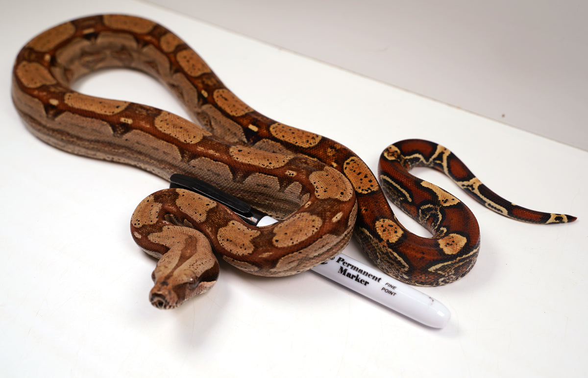 SALE! 2021 (Updated) Male Roswell Het Anerythristic Possible Het Kahl Albino Boa Constrictor.