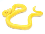 Load image into Gallery viewer, SALE! Male Golden Child Citrus Tiger Reticulated Python.