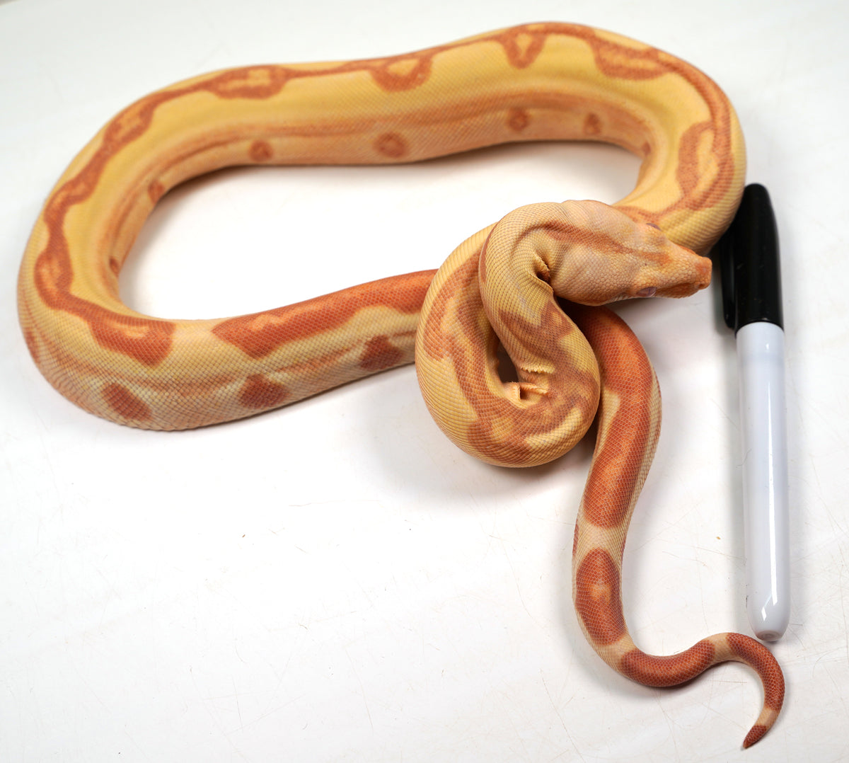 2022 Female Kahl Albino Lipstick Super Stripe Hypo Jungle Boa Constrictor
