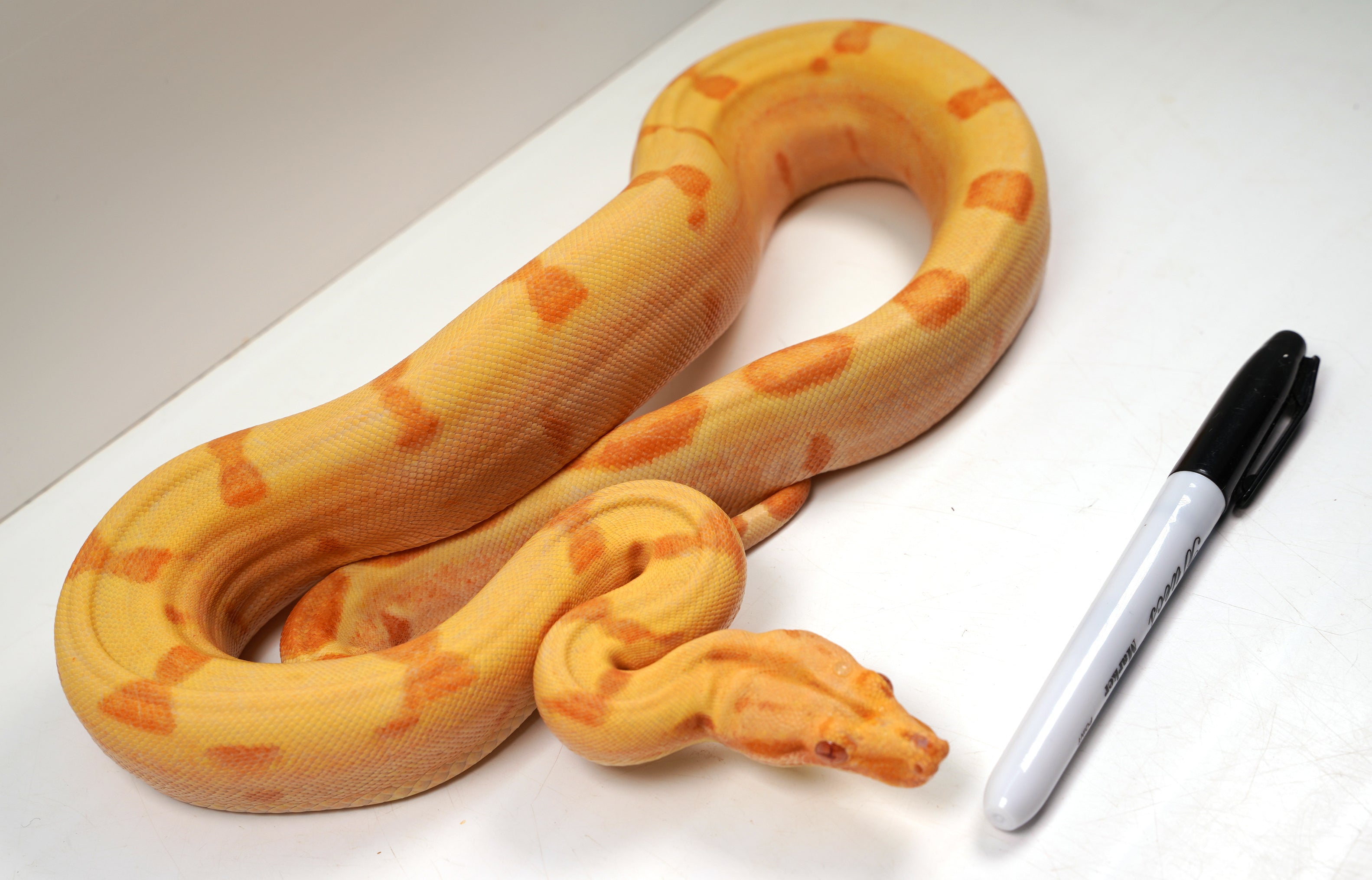 SALE! 21' (Updated) Male Coral Super Sunglow Albino Boa Constrictor.