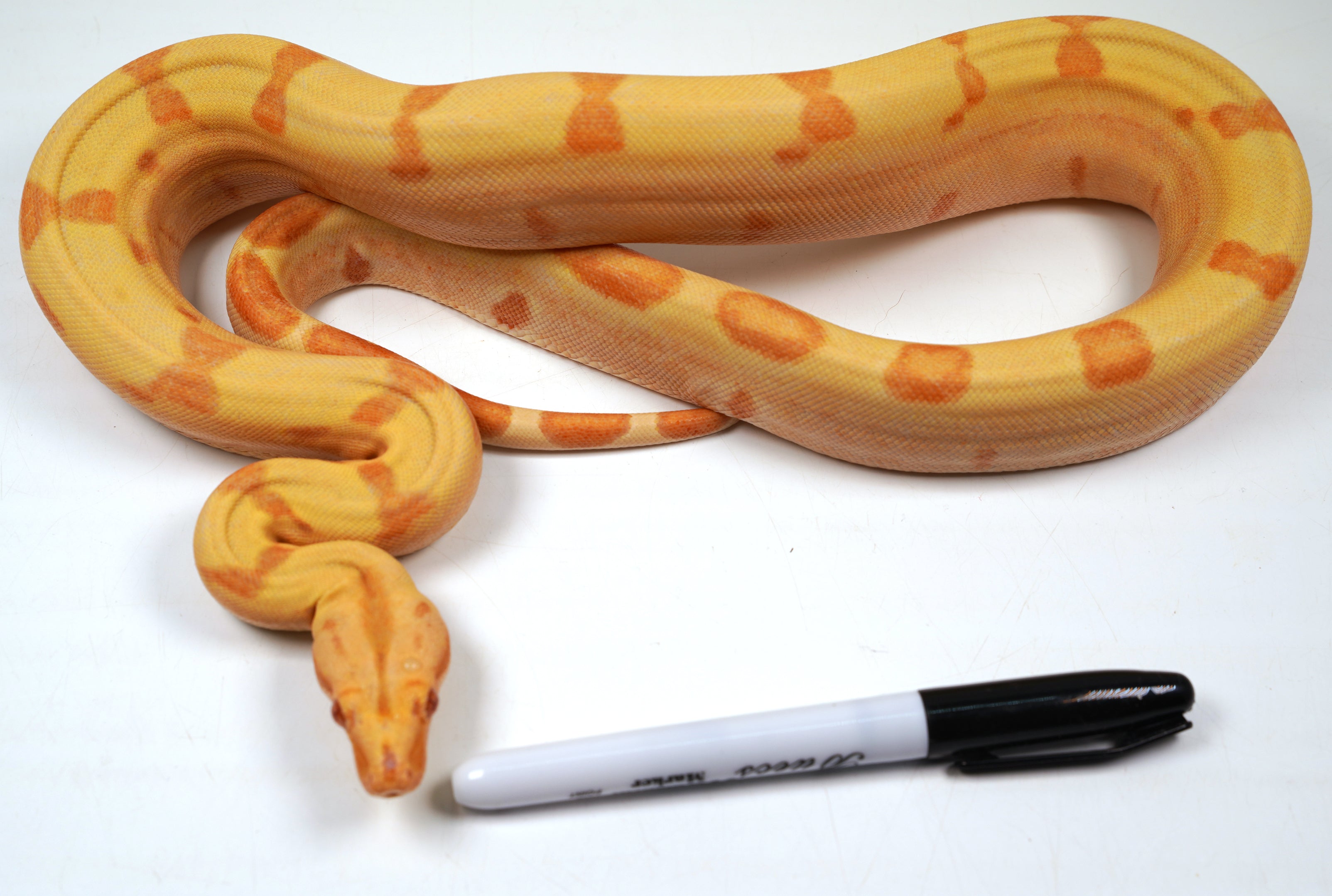 SALE! 21' (Updated) Male Coral Super Sunglow Albino Boa Constrictor.