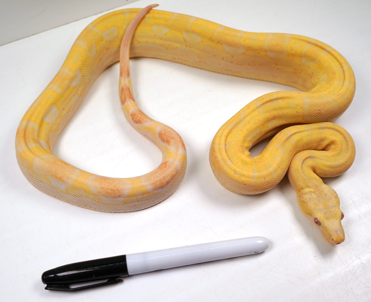 SALE! 2021 (Updated) Female Lipstick Albino Hypo Motley IMG Jungle Boa Constrictor.
