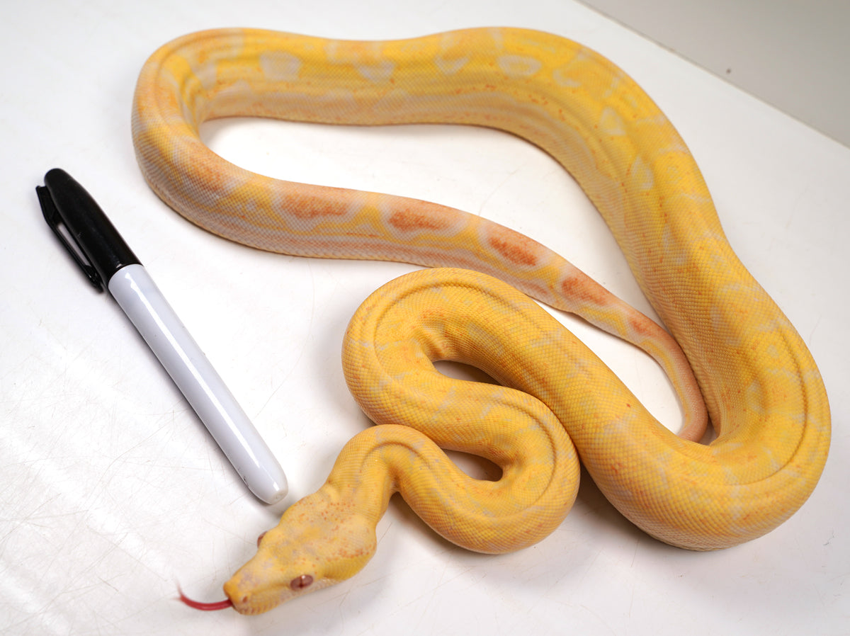 SALE! 2021 (Updated) Female Lipstick Albino Hypo Motley IMG Jungle Boa Constrictor.