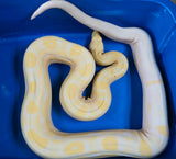 Load image into Gallery viewer, Male Breeder Sharp Albino Motley Boa Constrictor - Gorgeous!
