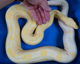 Load image into Gallery viewer, Male Breeder Sharp Albino Motley Boa Constrictor - Gorgeous!