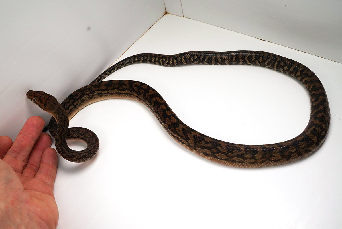 2023 Female Southern Scrub (Merauke) Python - Also Very Friendly!!!!