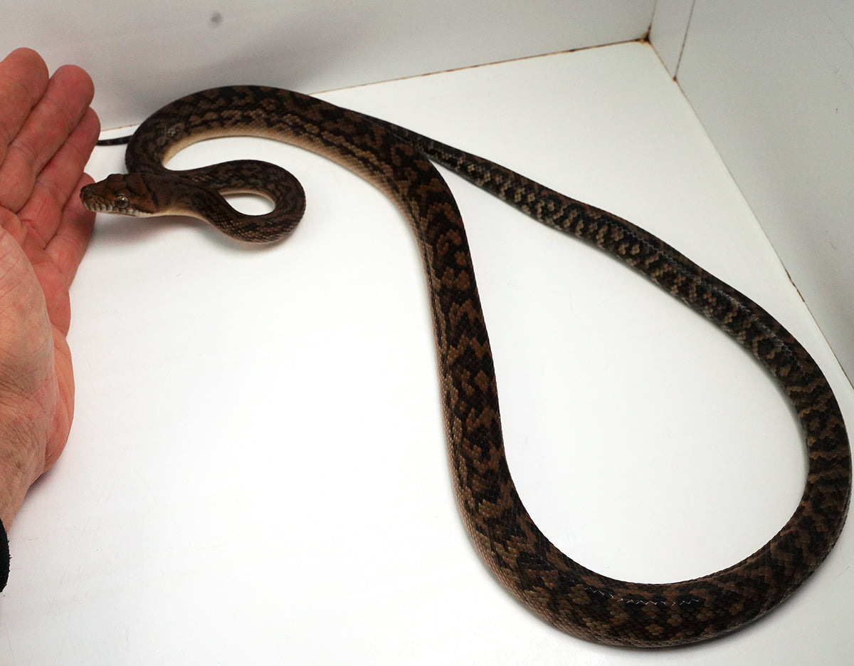 2023 Female Southern Scrub (Merauke) Python - Also Very Friendly!!!!