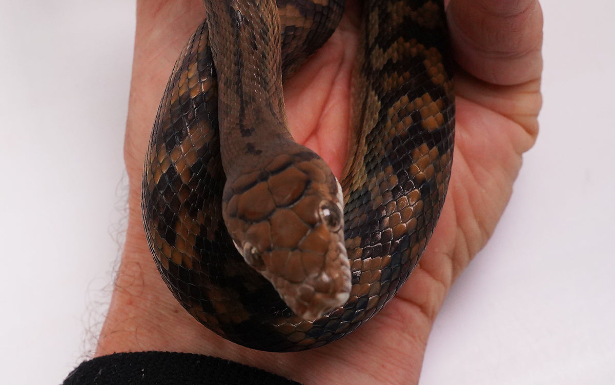 2023 Female Southern Scrub (Merauke) Python - Also Very Friendly!!!!