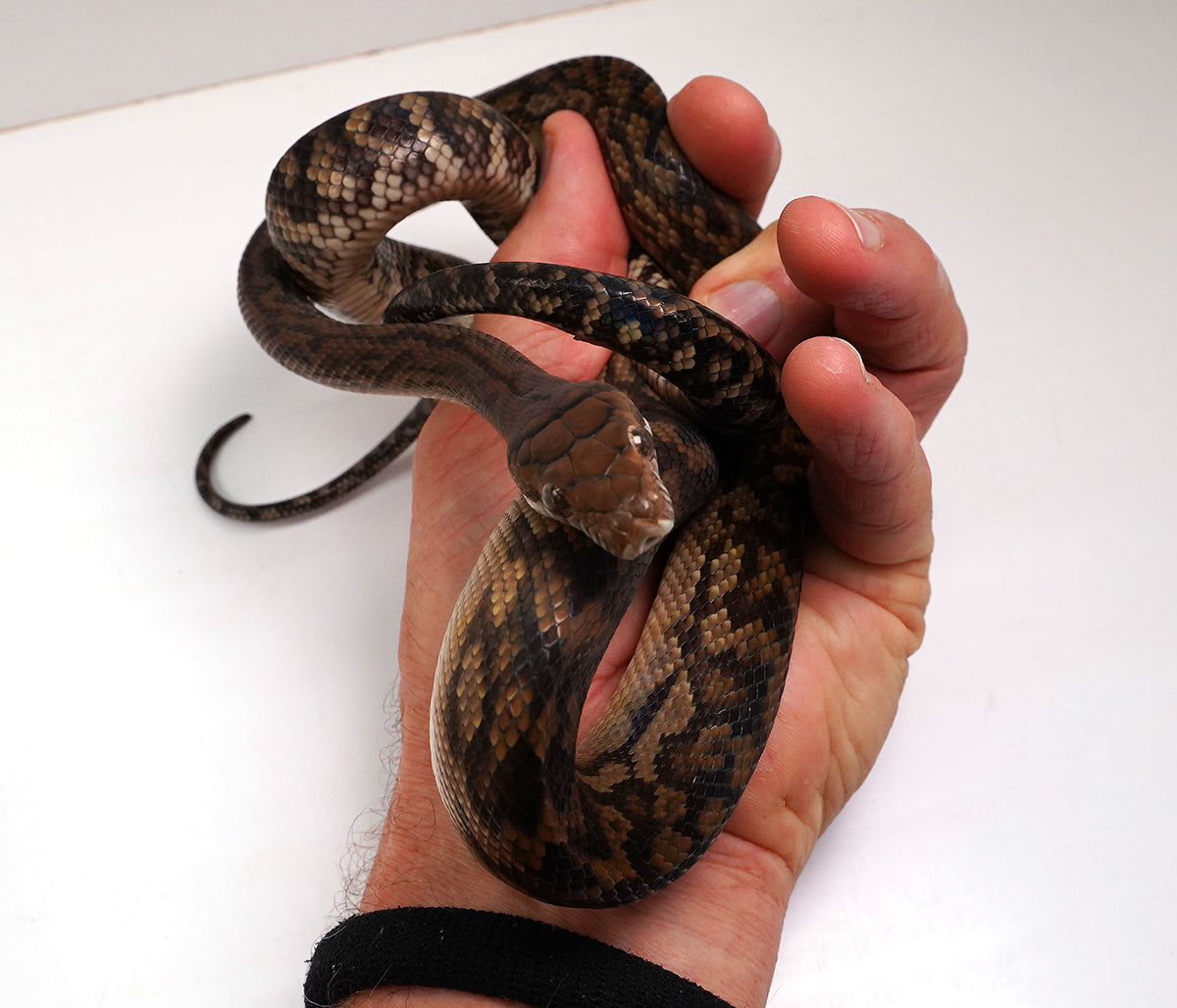 2023 Female Southern Scrub (Merauke) Python - Also Very Friendly!!!!