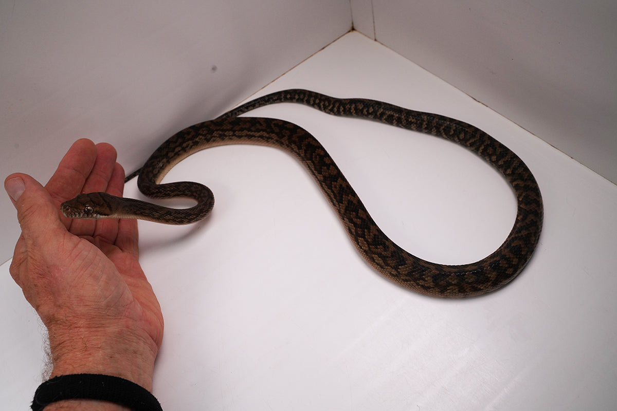 2023 Female Southern Scrub (Merauke) Python - Also Very Friendly!!!!