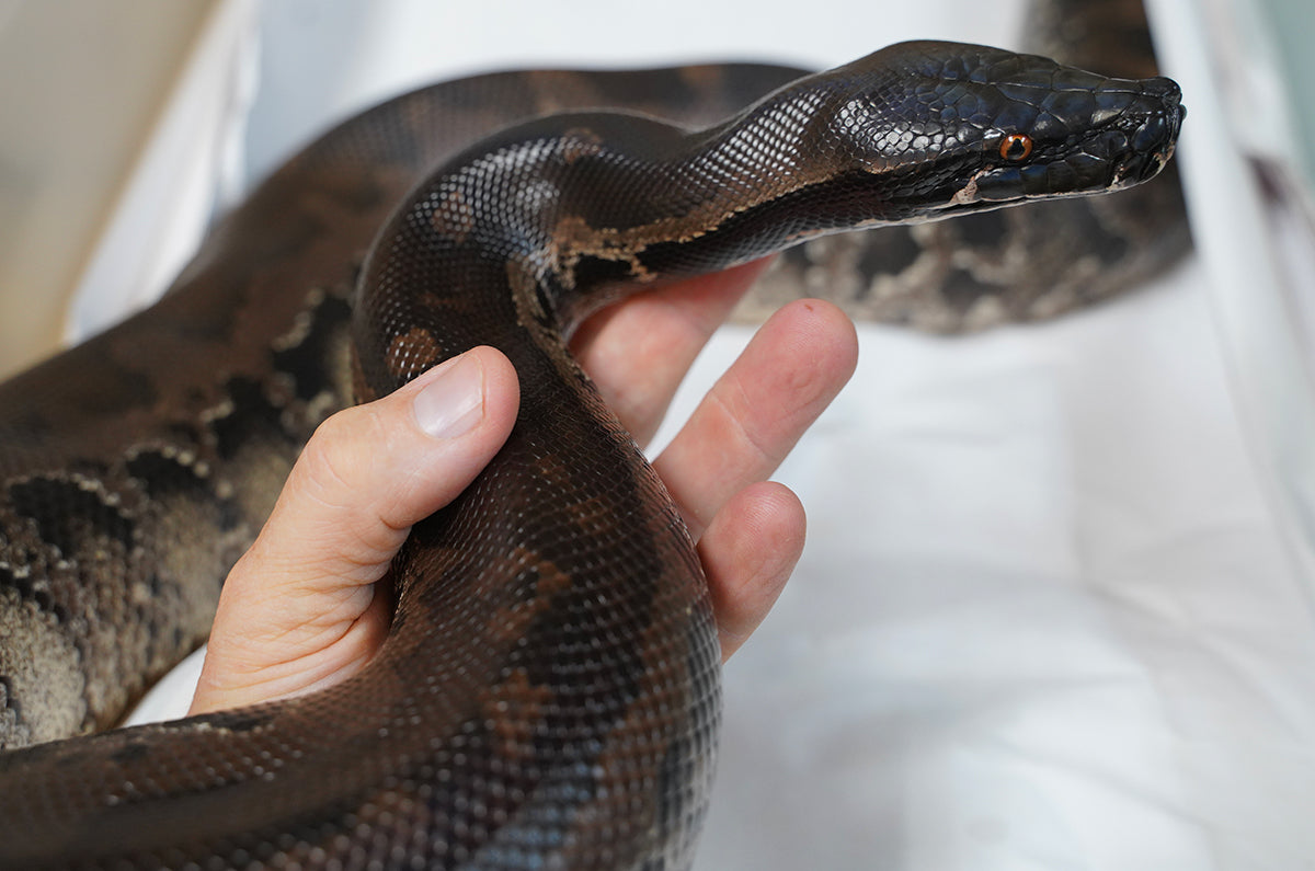 2018 Breeder Male Sumatran Short Tail Python - Super Dark! SALE!