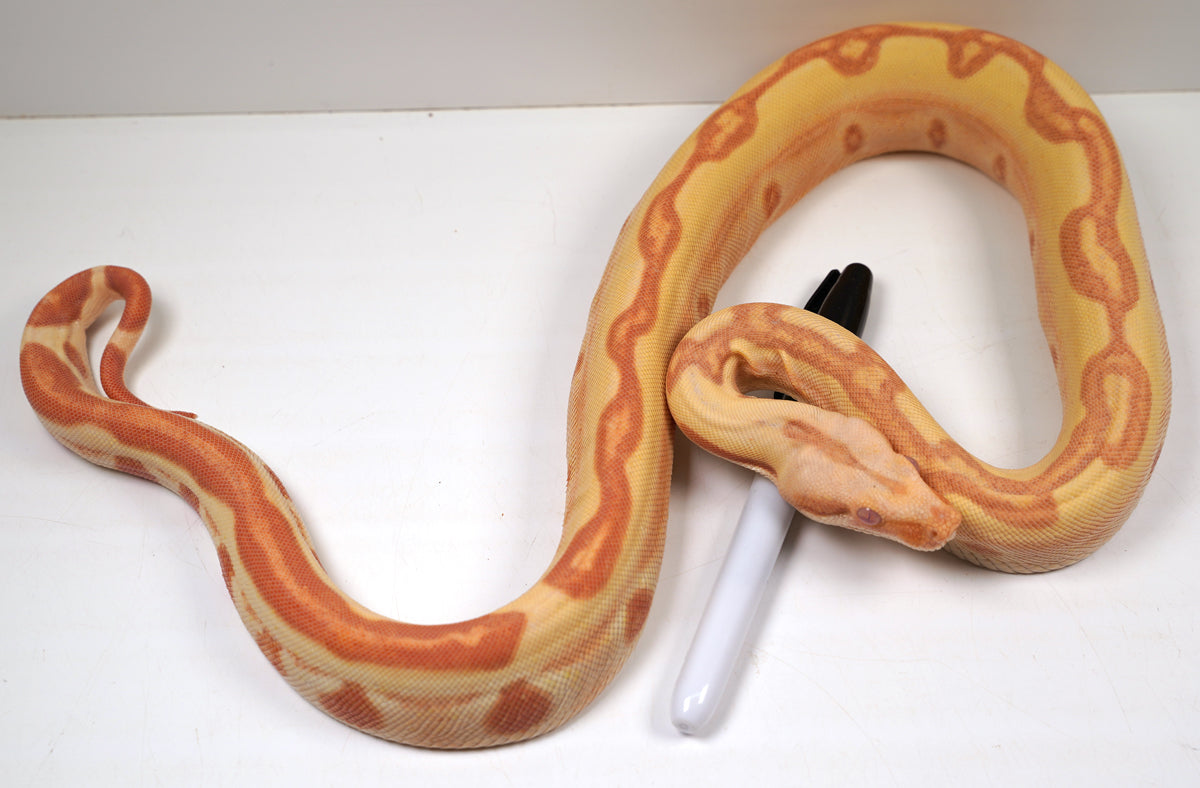2022 Female Kahl Albino Lipstick Super Stripe Hypo Jungle Boa Constrictor