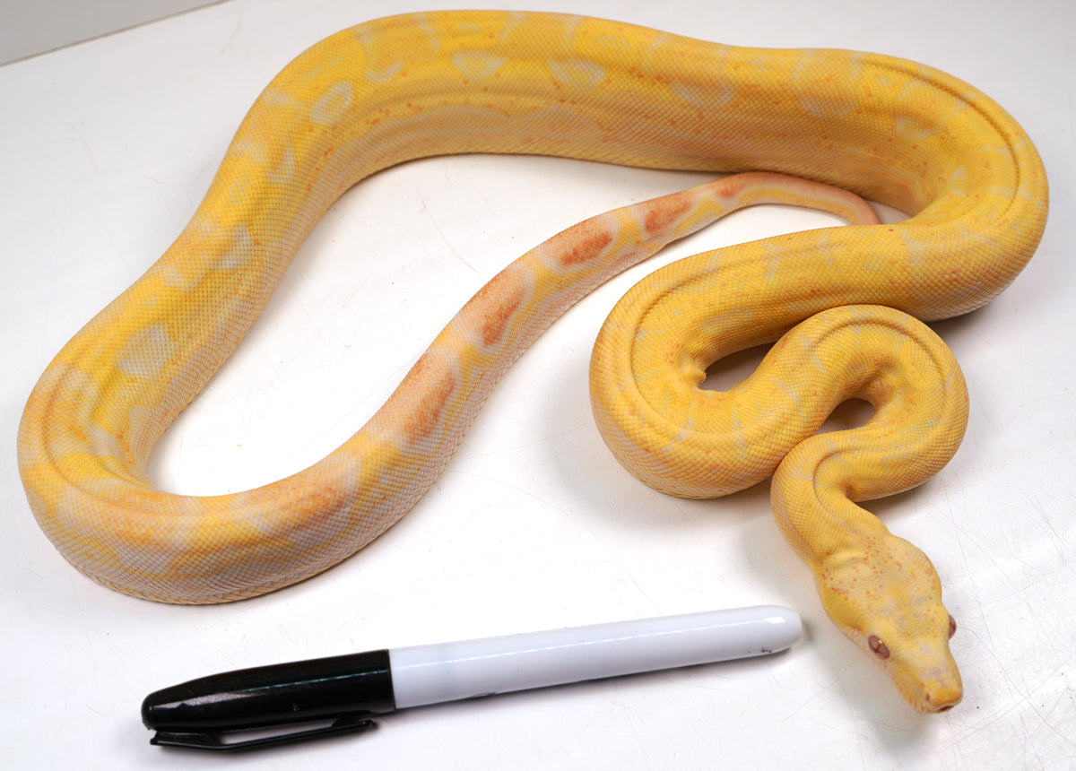 SALE! 2021 (Updated) Female Lipstick Albino Hypo Motley IMG Jungle Boa Constrictor.
