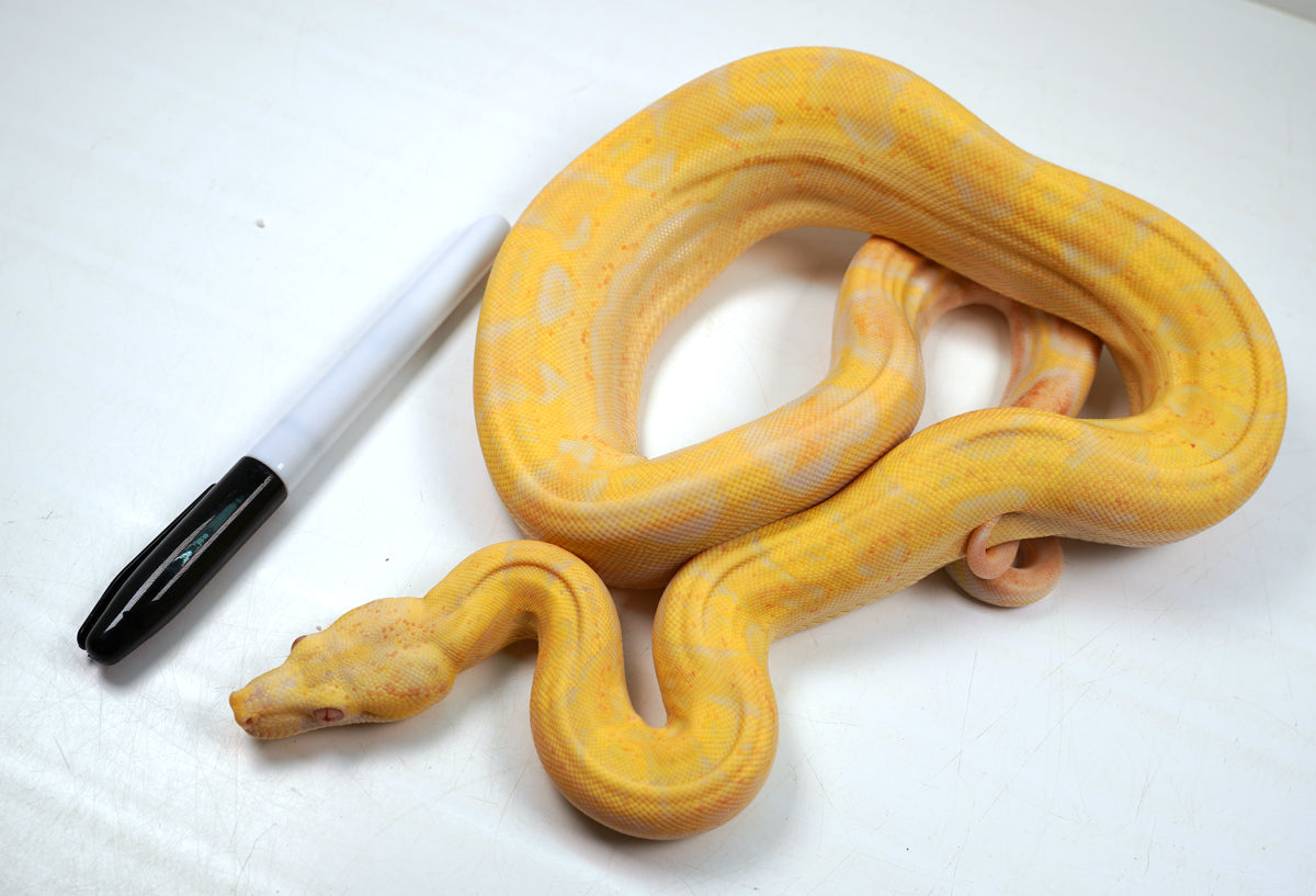 SALE! 2021 (Updated) Female Lipstick Albino Hypo Motley IMG Jungle Boa Constrictor.