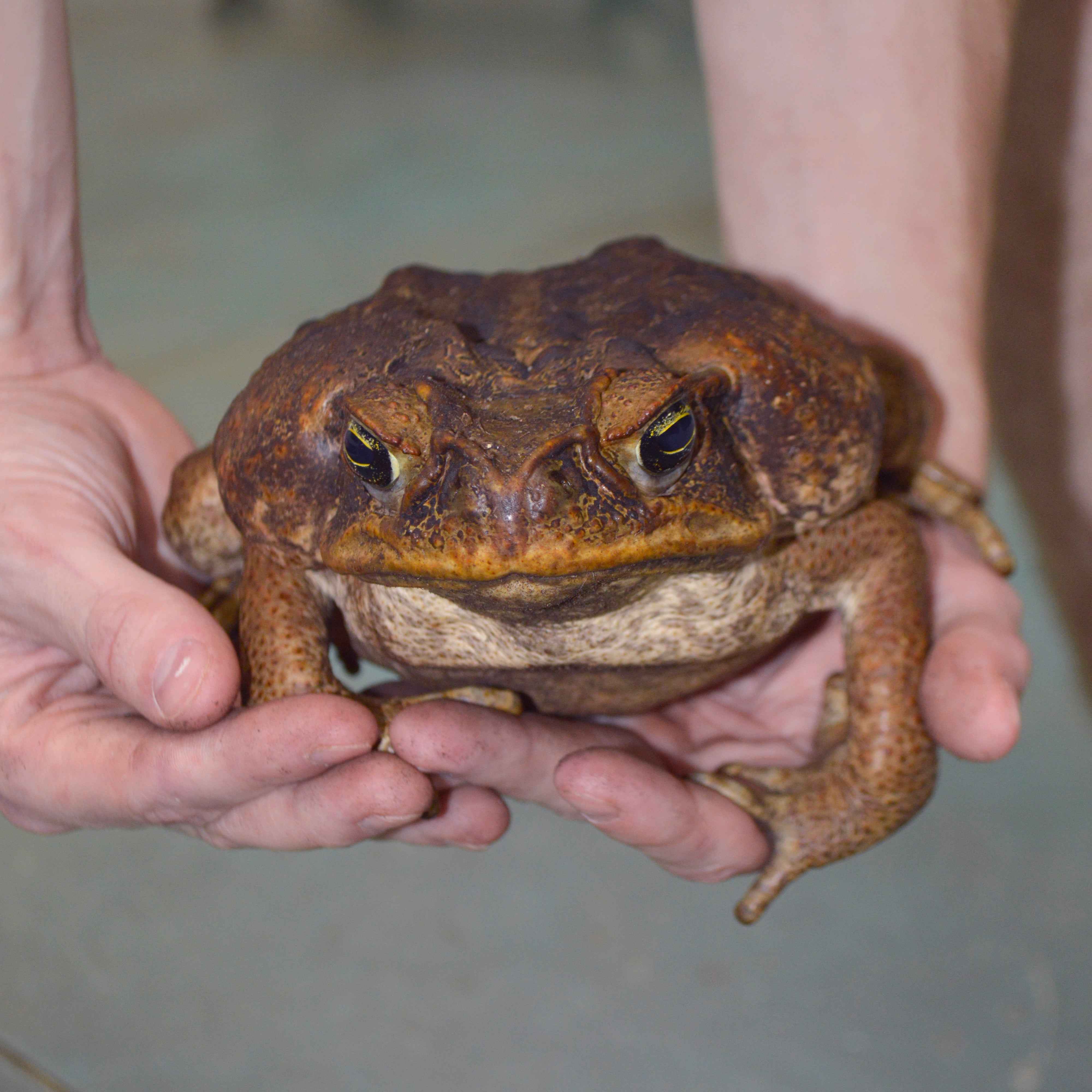 Unsexed HUGE Adult Suriname Marine Toads - Representative Photos