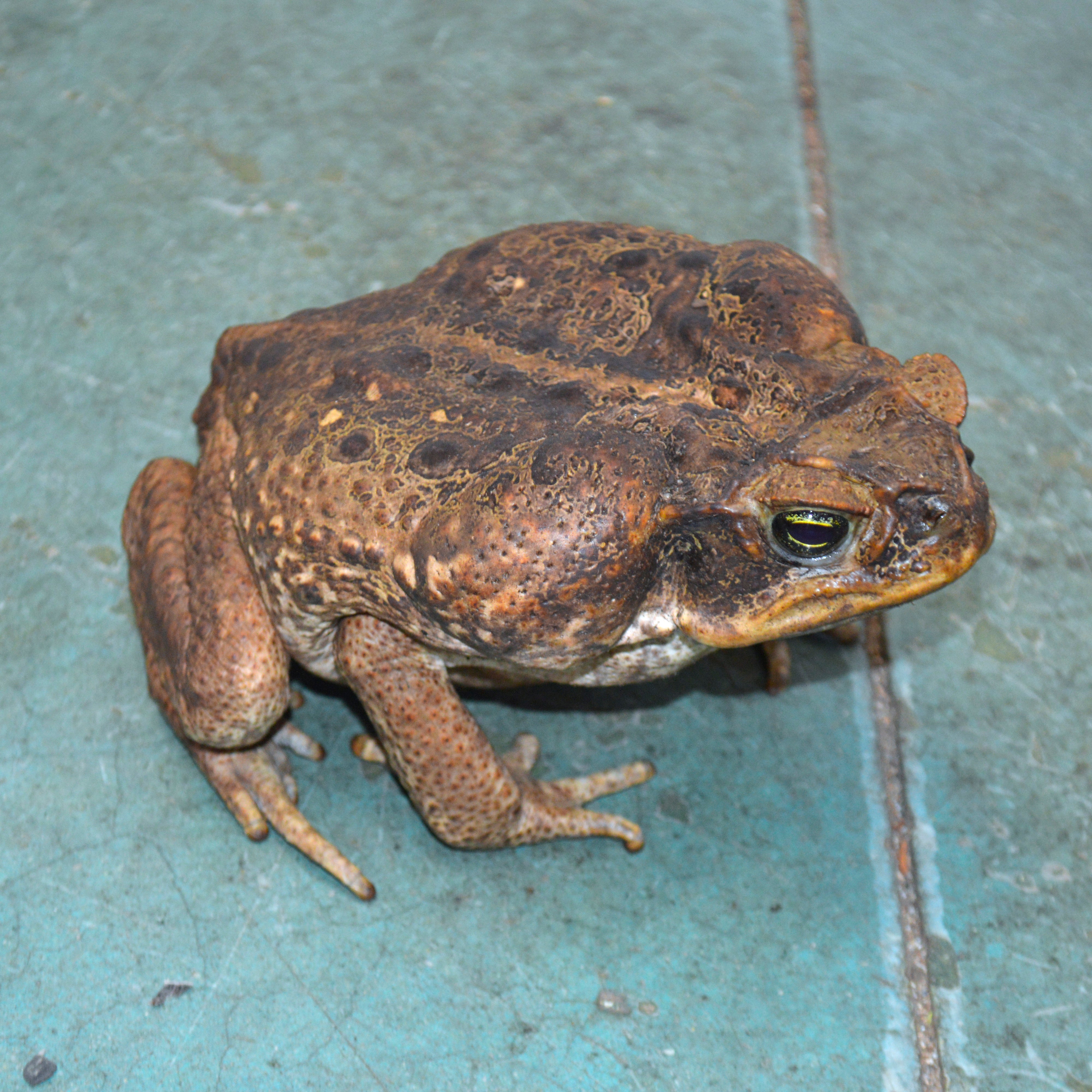 Unsexed HUGE Adult Suriname Marine Toads - Representative Photos