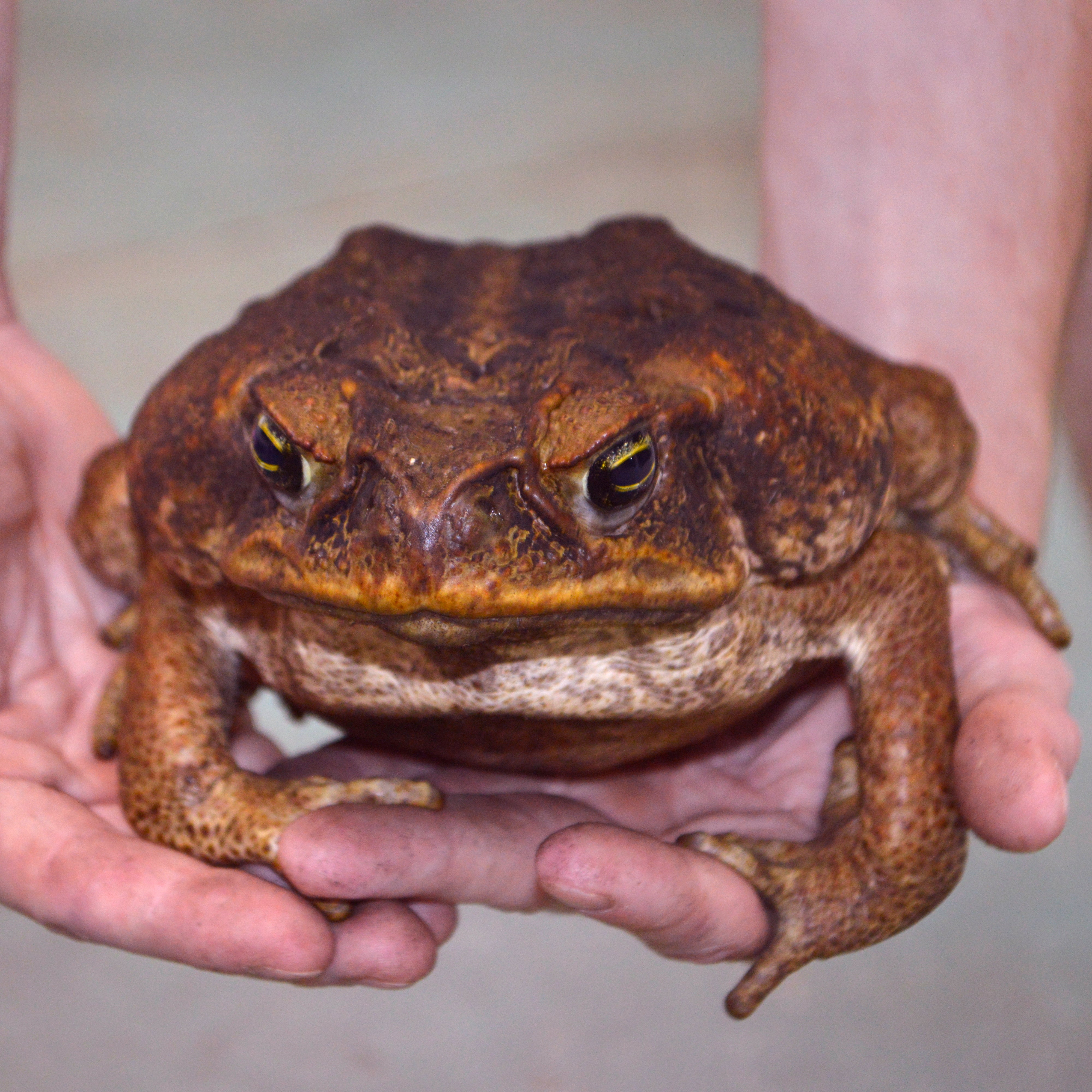 Unsexed HUGE Adult Suriname Marine Toads - Representative Photos