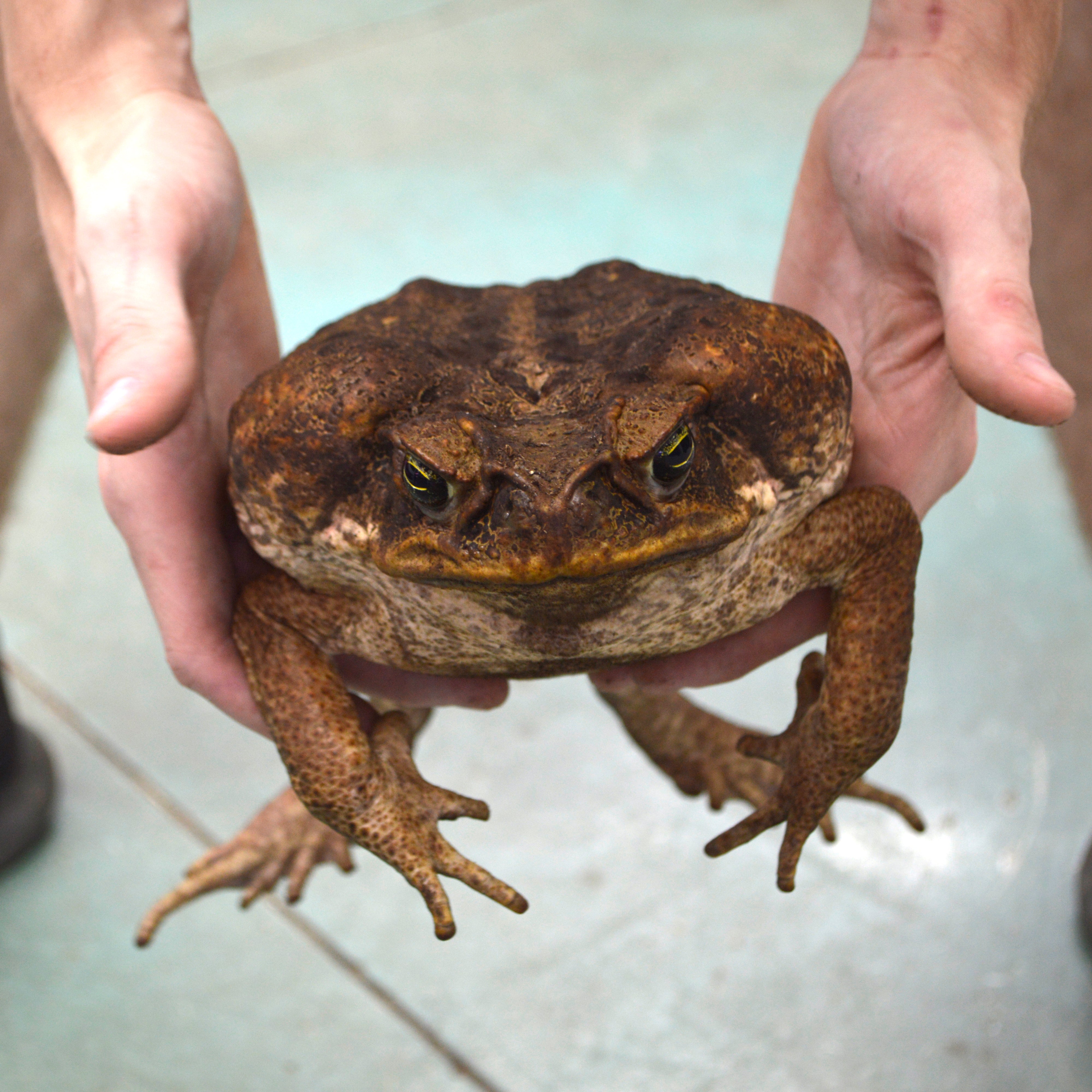 Unsexed HUGE Adult Suriname Marine Toads - Representative Photos
