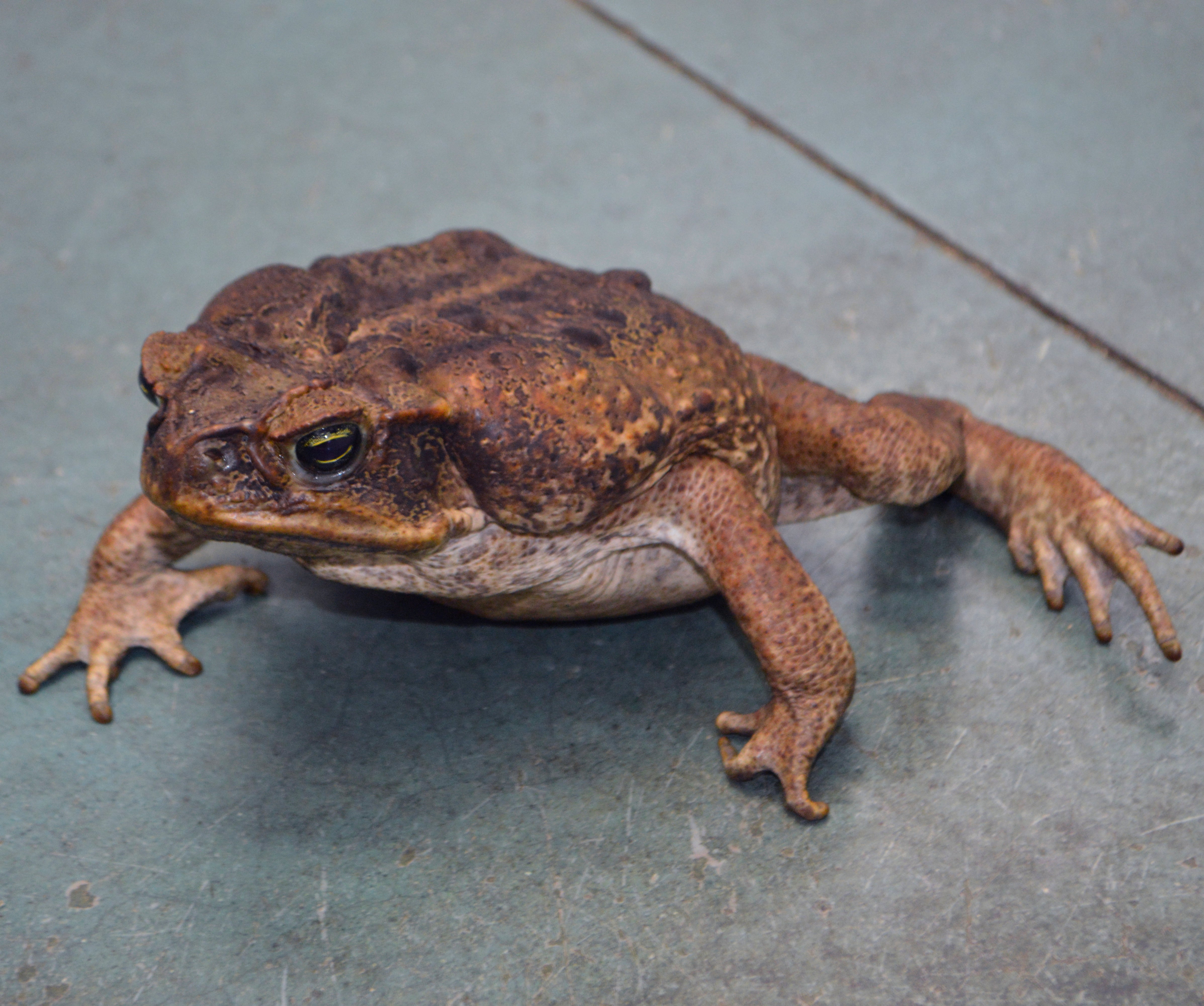 Unsexed HUGE Adult Suriname Marine Toads - Representative Photos