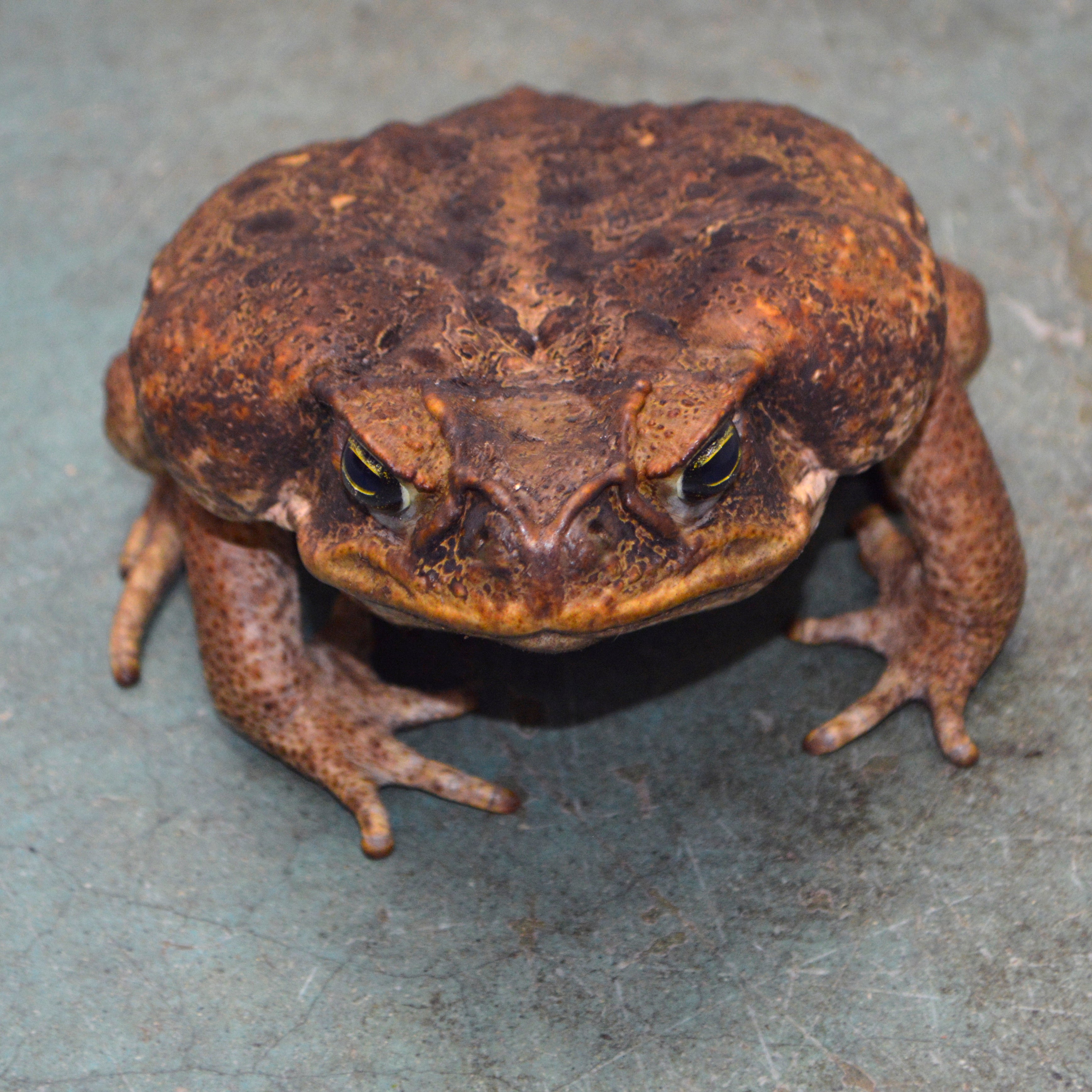Unsexed HUGE Adult Suriname Marine Toads - Representative Photos