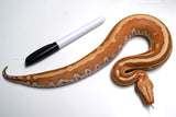 Load image into Gallery viewer, Male TPos Albino Genetic Stripe Blood Python