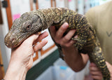 Load image into Gallery viewer, SALE! Display Educational CBB Male Adult Crocodile Monitor - TAME