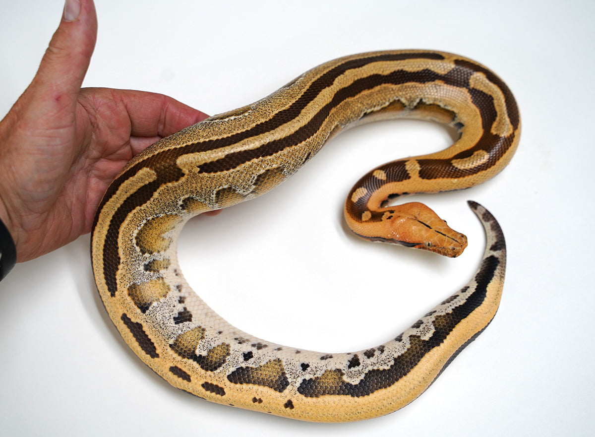 2021 Female Ultra Bright Borneo Short Tail Python - Well Started!