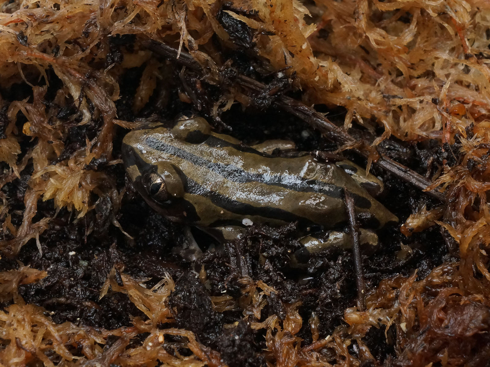 Unsexed 2023 Green And Black Walking Frog.