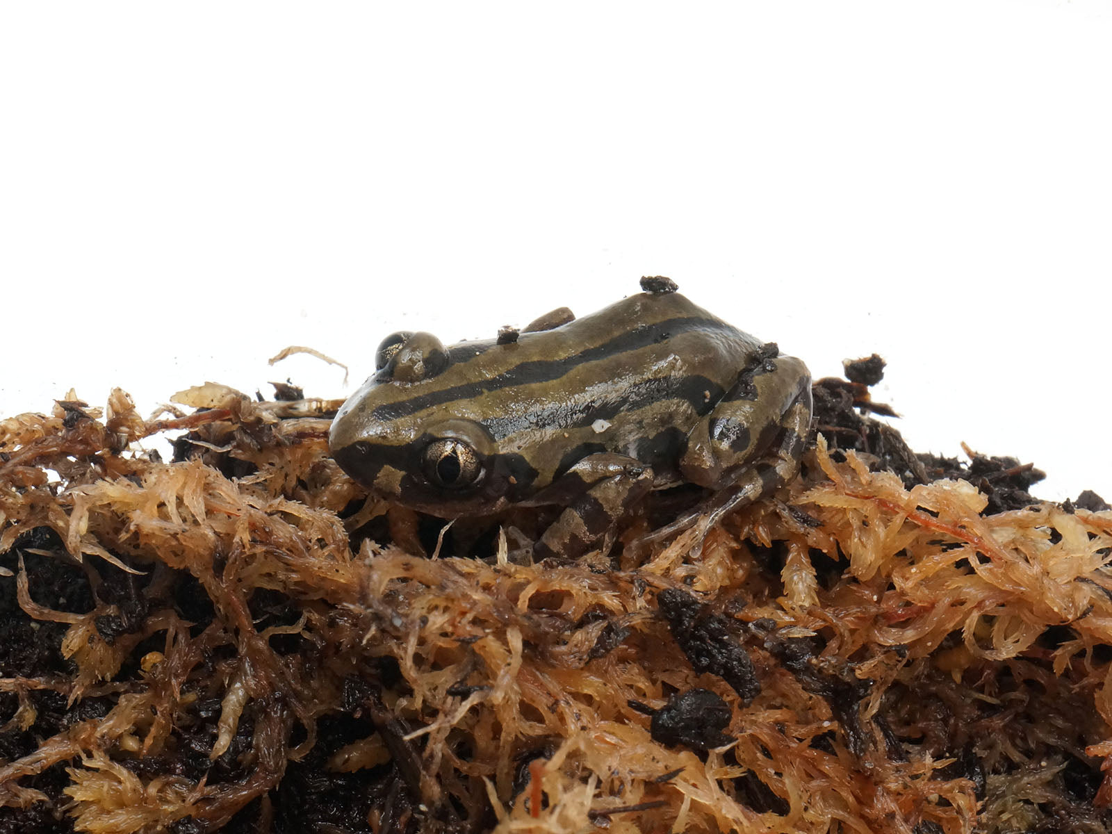Unsexed 2023 Green And Black Walking Frog.