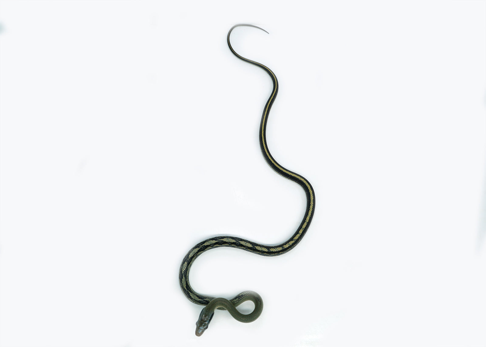 Female Vietnamese Blue Beauty