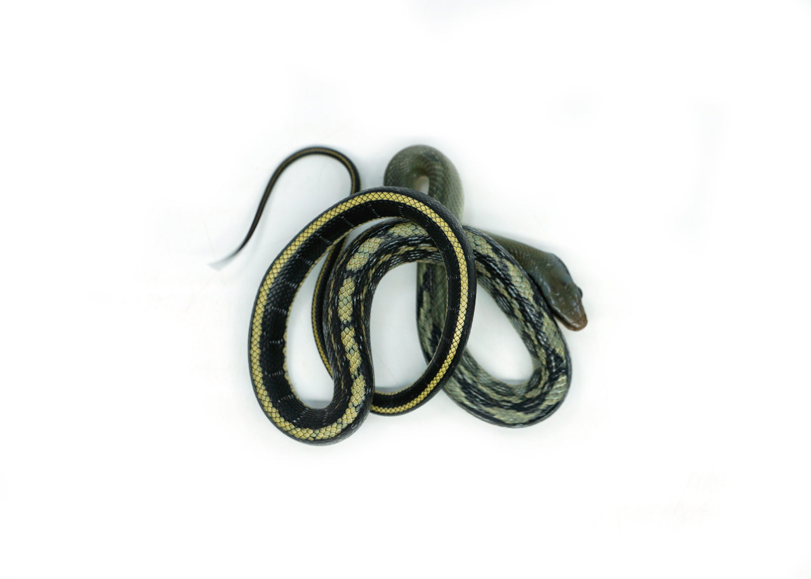 Female Vietnamese Blue Beauty