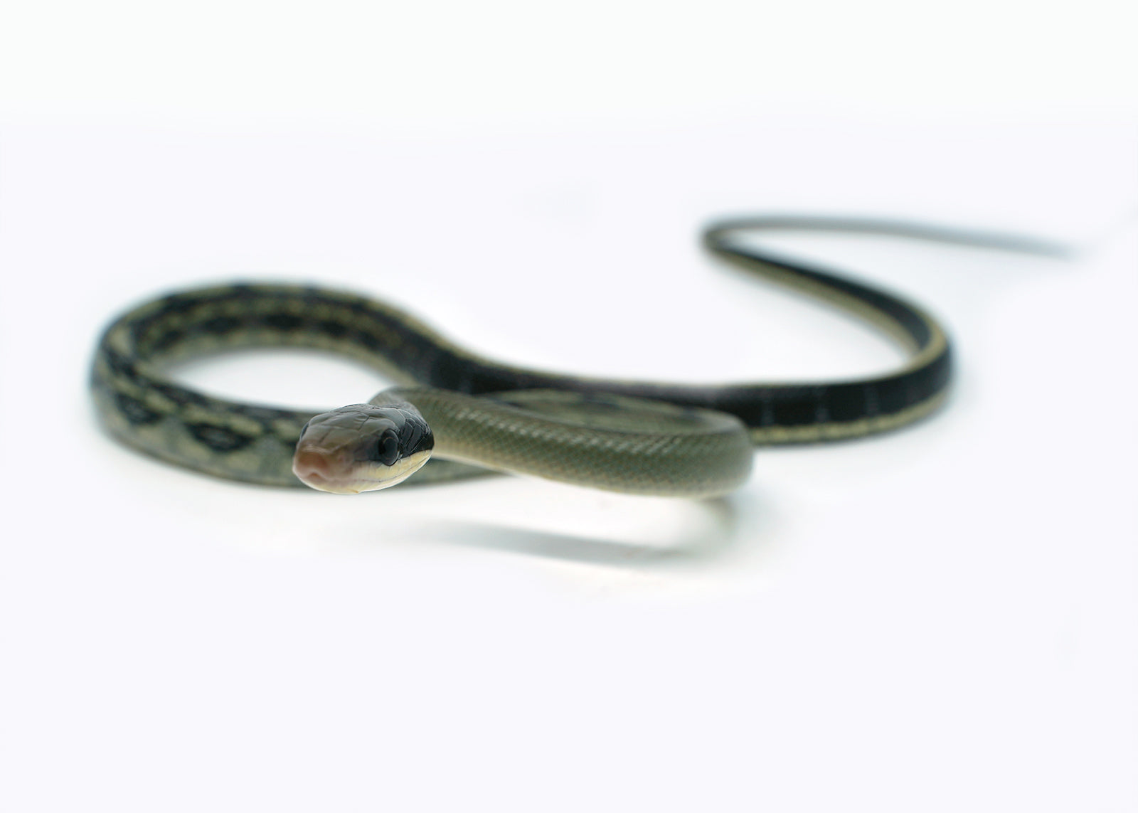 Female Vietnamese Blue Beauty