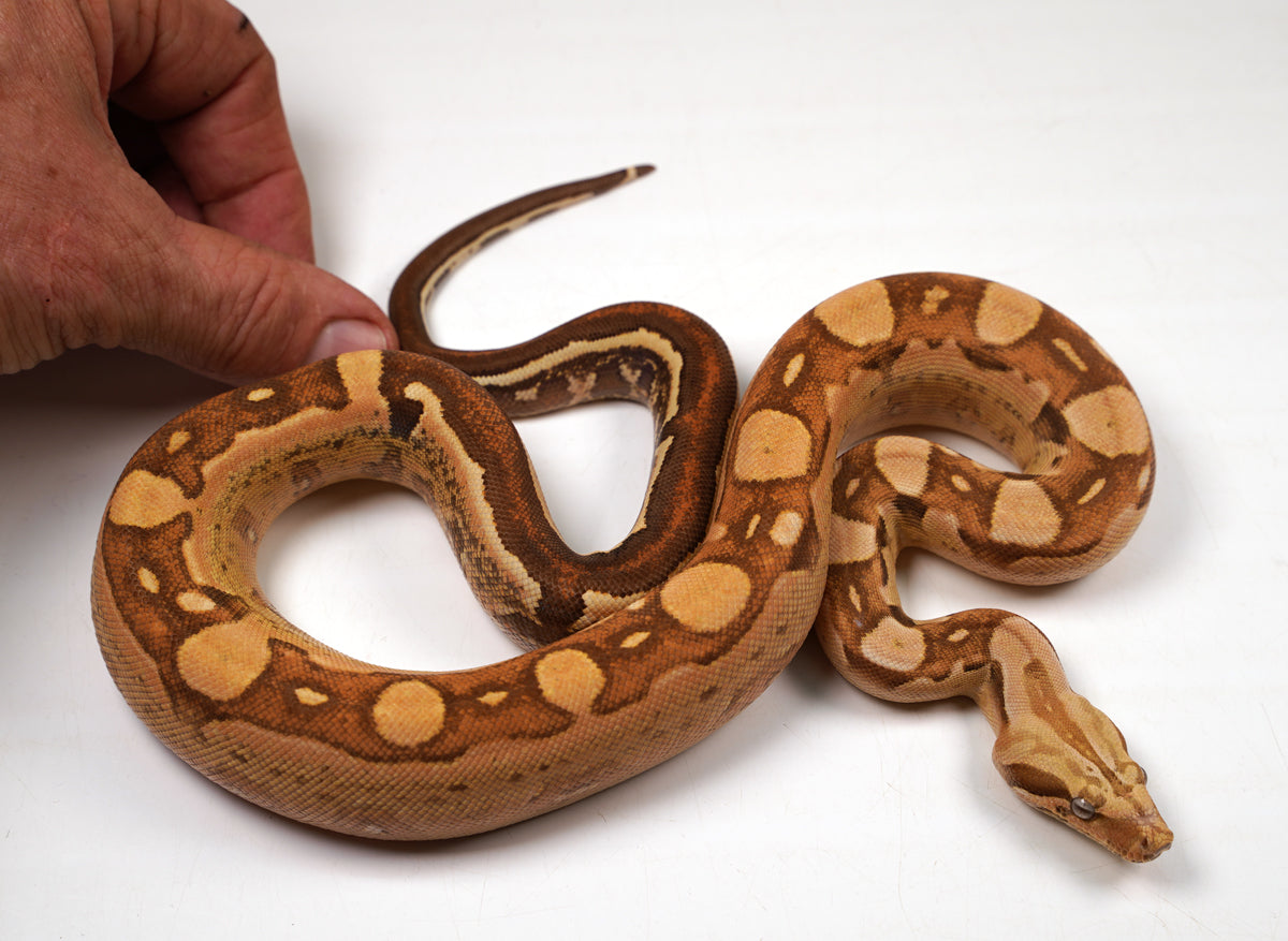 23' Male VPI Jungle Aztec Het. Anery Boa Constrictor