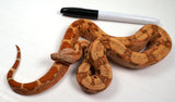 Load image into Gallery viewer, 23&#39; Female VPI TPOS Hypo Jungle 66% Poss Het Blood Boa Constrictor