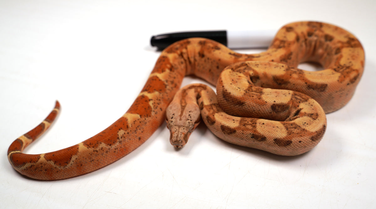 23' Female VPI TPOS Hypo Jungle 66% Poss Het Blood Boa Constrictor