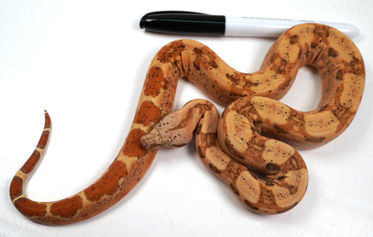 23' Female VPI TPOS Hypo Jungle 66% Poss Het Blood Boa Constrictor