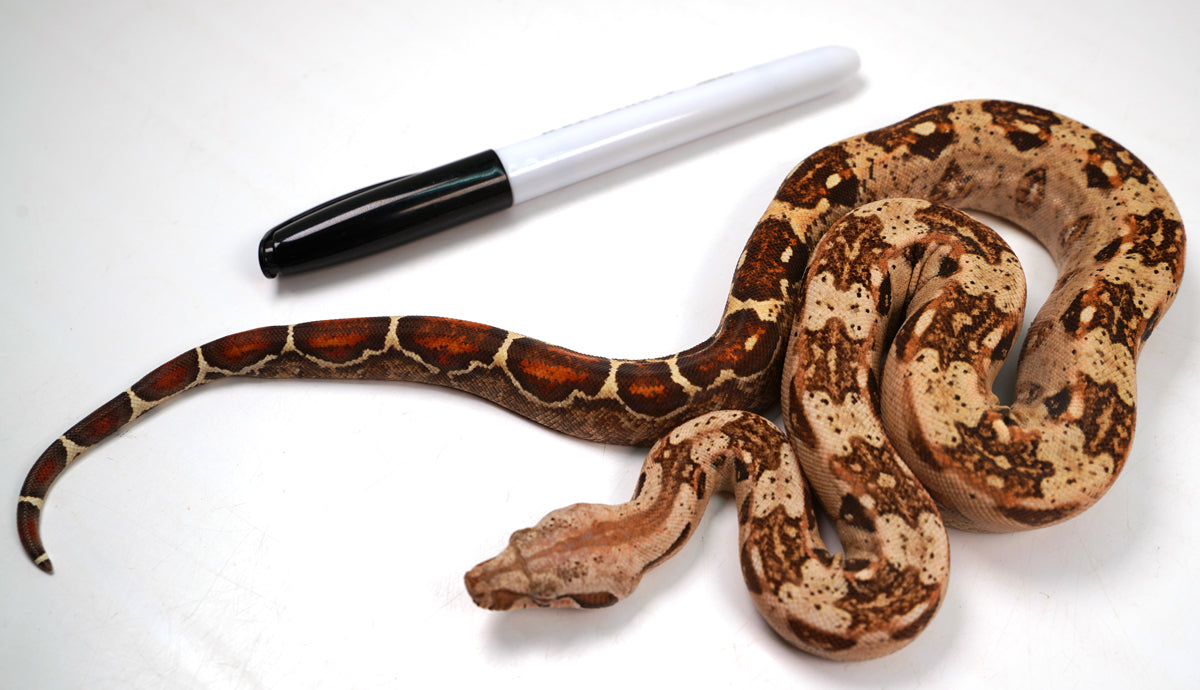 23' Female VPI TPos Laddertail Boa 66% Poss Het Blood