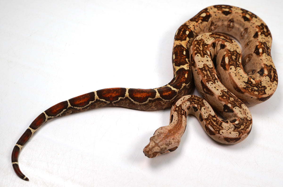 23' Female VPI TPos Laddertail Boa 66% Poss Het Blood