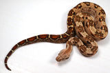 Load image into Gallery viewer, 23&#39; Female VPI TPos Laddertail Boa 66% Poss Het Blood