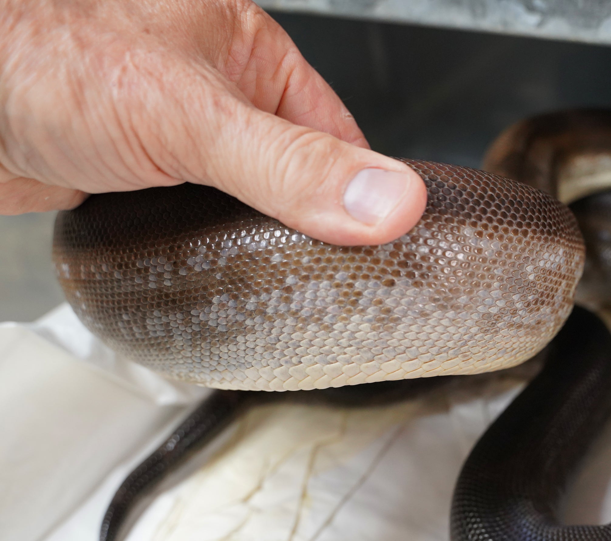 CALICO Male Fire Motley Het Anerythristic Possible Het Kahl Albino Boa Constrictor.