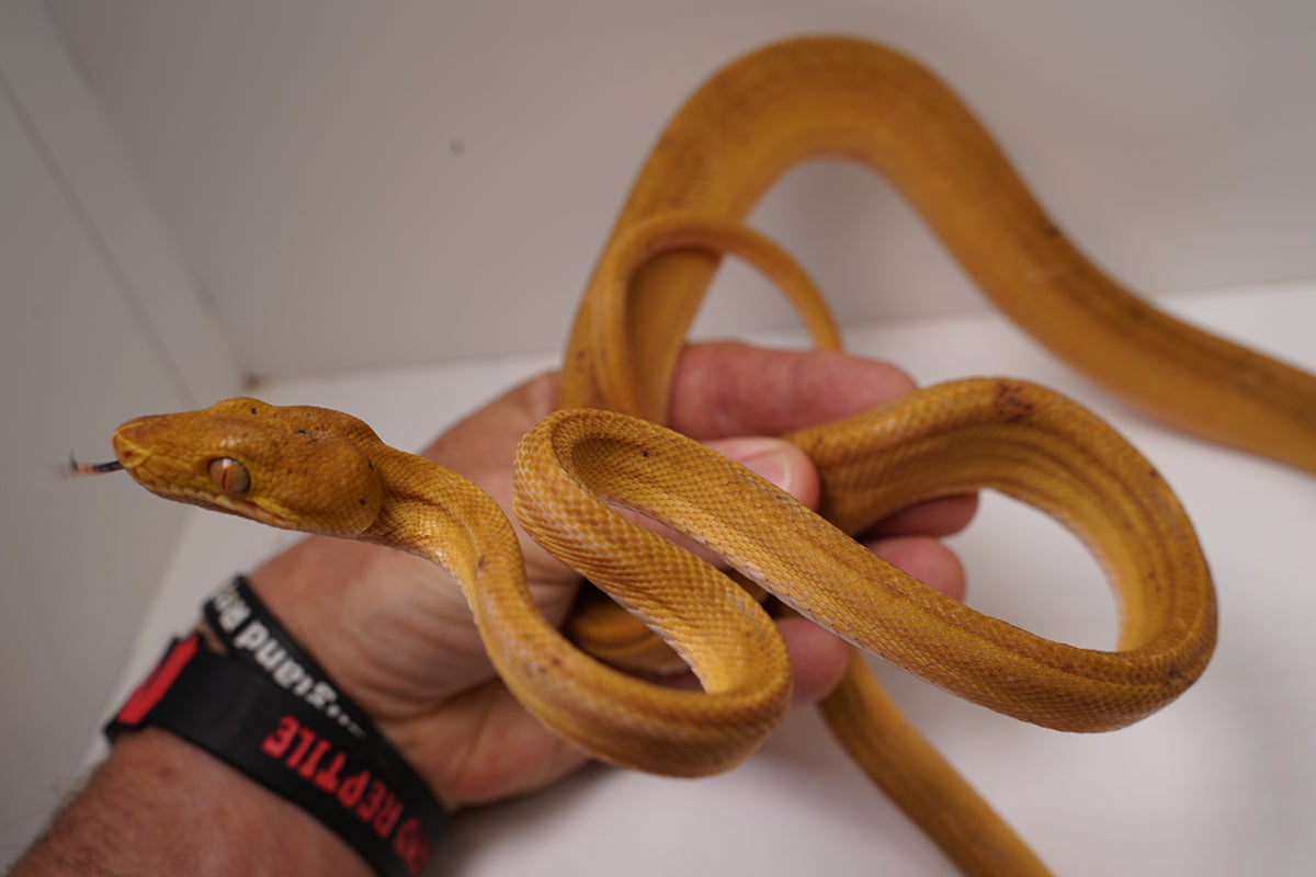 Breeder Male Amazon Tree Boa - Patternless Yellow